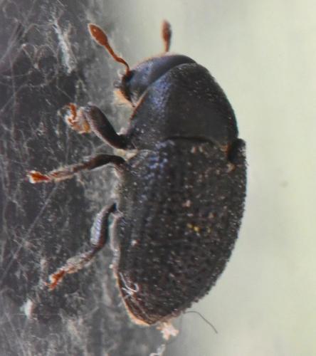 Réf. 343 244 : Scolytinae inconnu